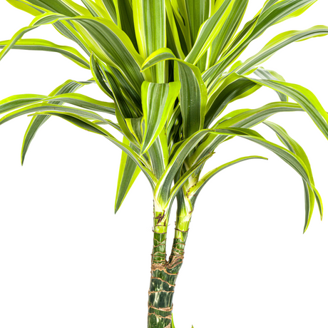 Dracaena Lemon Lime