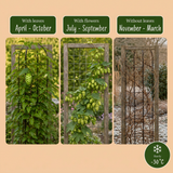 Houblon Nordbrau - Humulus lupulus - lot de 4 plants - pot Ø9 cm