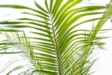 Phoenix Roebelenii op stam - 210cm - 200cm