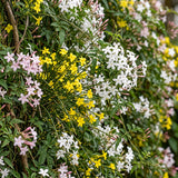 Jasmins grimpants en mélange - Jasminum - H 35 cm, pot Ø9 cm - photo 5