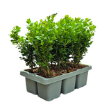 12 x 6-Pack Buxus NewGen Freedom – Winterharde Groenblijvende Struiken 72 x Ø7 cm - ↕15 cm | Compacte Buxus