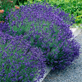 Lavande Hidcote - H 15-25 cm, pot Ø12 cm - photo 5