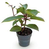 Hortensia paniculé Living Infinity - H 20-30 cm, pot Ø12 cm