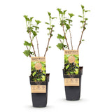 Cassissier Titania - Ribes nigrum - 2 plants - H 50 cm, pot Ø15 cm