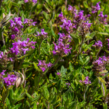 Thym serpolet en godet - Thymus serpyllum - H 10-25 cm, pot Ø9 cm - photo 5
