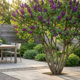La Green Touch - Garden Plant - Syringa vulgaris Ludwig Spath - Common Lilac - Hardy - Purple - 1 Plant - 17cm Pot - Height 45cm