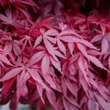Green boutiQ - Terrasplant - Japanse Esdoorn - Acer palmatum Skeetsers Broom - Paars - 2 Planten - Bladverliezend - Pot 19cm Hoogte 70cm