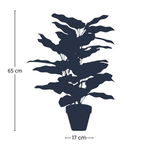 Calathea Makoyana en Pot plante artificielle