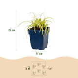 Laîche Evergold - Carex oshimensis - H 15-25 cm, pot Ø11 cm - photo 3