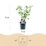 Green Bouquet - Garden Plant - Hibiscus syriacus Hamabo - Garden Hibiscus - Winter Hardy - White - Pink - 3 Plants - 17cm Pot - Height 45cm