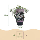 Green boutiQ - Vlinderstruik - Buddleja davidii White Profusion - Bloem Wit - 1 Plant - Bladverliezend - Vlinderlokkend -  Pot 17cm Hoogte 25cm