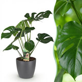 Monstera Deliciosa – Plante trouée | Grande taille, Pot 21 cm