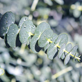 Green boutiQ - Terrasplant - Eucalyptus boom - Eucalyptus gunni  - Grijs - 6 Planten - Winterhard - Pot 17cm Hoogte 40cm