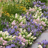 Green Boutiق - Garden Plant - Buddleja davidii Butterfly Candy Little Tricolour - Butterfly Bush - Compact - Pink-White-Purple - 3 Plants - 12cm Pot - Height 20-25cm