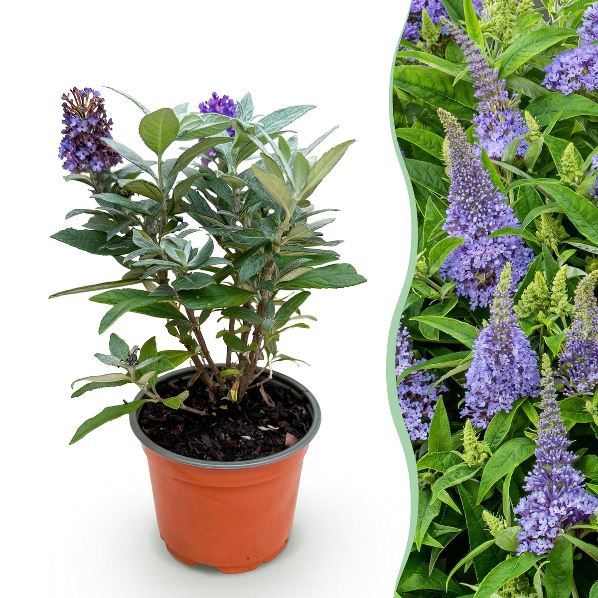 Green Boutique - Garden Plant - Buddleja davidii Butterfly Candy Little Lilac - Butterfly Bush - Compact - Lilac - 1 Plant - 12cm Pot - Height 20-25cm