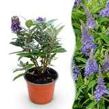 Green Boutique - Garden Plant - Buddleja davidii Butterfly Candy Little Lilac - Butterfly Bush - Compact - Lilac - 1 Plant - 12cm Pot - Height 20-25cm
