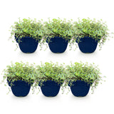 Thyms couvre-sol en mélange de coloris - Thymus praecox - H 15-25 cm, pot Ø11 cm - photo 2