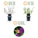 Green boutiQ - Garden Plant - Buddleja davidii Black Night - Butterfly Bush - Winter Hardy - Purple - 3 Plants - 17cm Pot - Height 45cm