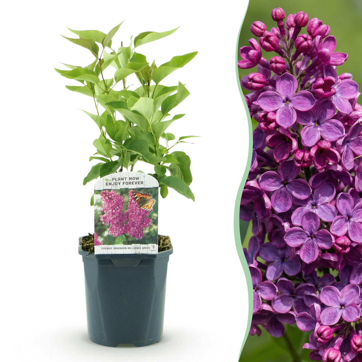 La Green Touch - Garden Plant - Syringa vulgaris Ludwig Spath - Common Lilac - Hardy - Purple - 1 Plant - 17cm Pot - Height 45cm