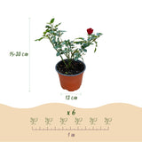 Rosier couvre-sol Red Fairy - H 20-25 cm, pot Ø12 cm
