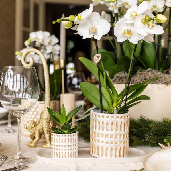 Kolibri Company | Plantenset Le Chic small | Witte Phalaenopsis Orchid Amabilis in Succulent incl. keramieken sierpotten op crème organisch dienblad