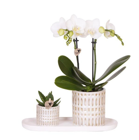 Kolibri Company | Plantenset Le Chic small | Witte Phalaenopsis Orchid Amabilis in Succulent incl. keramieken sierpotten op crème organisch dienblad