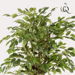 Ficus Liana artificiel h170cm