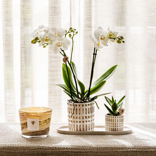 Kolibri Company | Plantenset Le Chic small | Witte Phalaenopsis Orchid Amabilis in Succulent incl. keramieken sierpotten op crème organisch dienblad