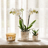Kolibri Company | Plantenset Le Chic small | Witte Phalaenopsis Orchid Amabilis in Succulent incl. keramieken sierpotten op crème organisch dienblad