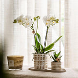 Kolibri Company | Plantenset Le Chic small | Witte Phalaenopsis Orchid Amabilis in Succulent incl. keramieken sierpotten op crème organisch dienblad