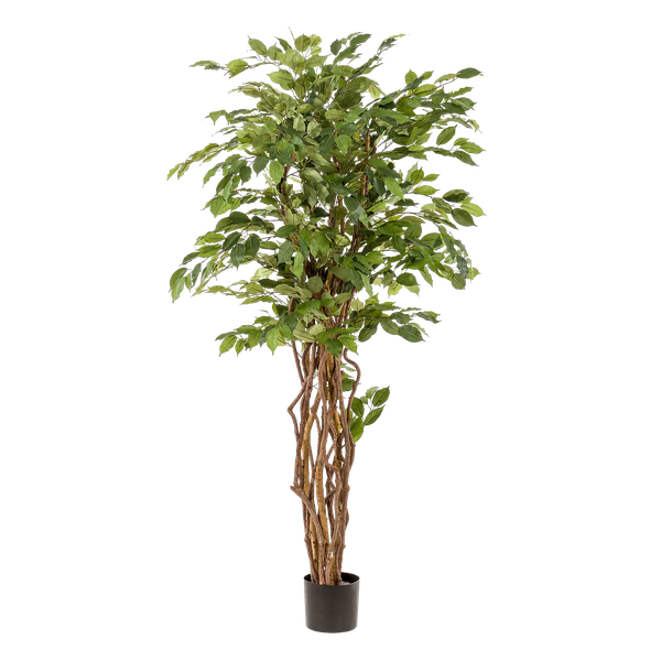 Ficus Liana artificiel h170cm