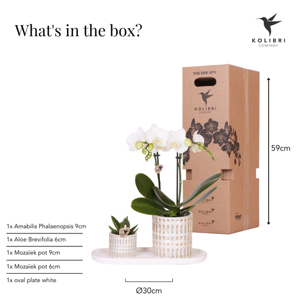Kolibri Company | Plantenset Le Chic small | Witte Phalaenopsis Orchid Amabilis in Succulent incl. keramieken sierpotten op crème organisch dienblad