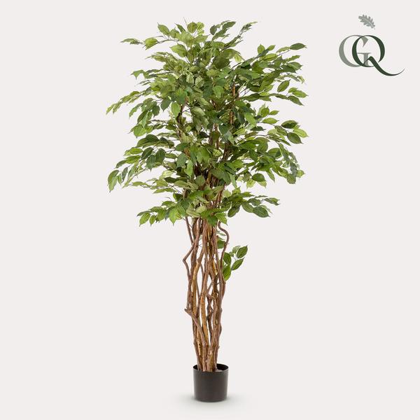 Ficus Liana artificiel h170cm