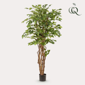 Ficus Liana artificiel h170cm