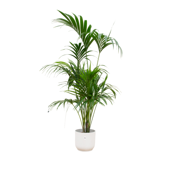 Combi deal - Kentia palm included with Vibes Fold Round wit Ø30 - 180 cm