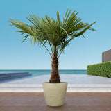 Trachycarpus - 235cm - Ø45