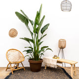Strelitzia Augusta multi-stemmed