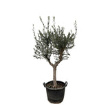 Olea Europaea Cultivo - 210cm - Ø45
