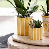 Kolibri Company | Gift set Mediterranean Sunset | Plantenset met witte Phalaenopsis Orchidee Lausanne en Succulents incl. pottery ceramics
