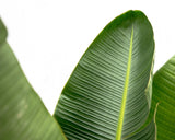 Luxury Strelitzia Augusta XXL - 250cm - ø38