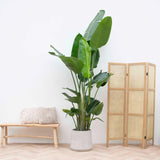 Strelitzia Nicolai XXL - 250 cm - ø50