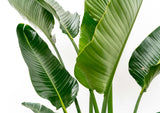 Strelitzia Augusta multi-stemmed