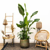 Strelitzia Nicolai luxury XXL - 250cm - ø40