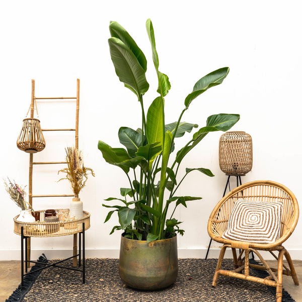 Strelitzia Nicolai luxury XXL - 250cm - ø40