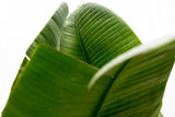 Luxury Strelitzia Augusta XXL - 250cm - ø38