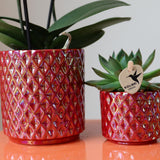 Kolibri Orchids | rode phalaenopsis orchid Congo + Pearl Pot red - potmaat Ø9cm | bloeiende kamerplant - vers van de kweker