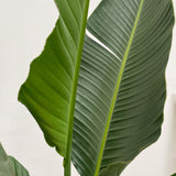 Strelitzia Augusta multi-stemmed