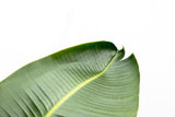 Luxury Strelitzia Augusta XXL - 250cm - ø38