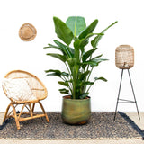 Strelitzia Nicolai luxury XXL - 250cm - ø40