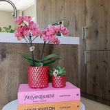 Kolibri Orchids | rode phalaenopsis orchid Congo + Pearl Pot red - potmaat Ø9cm | bloeiende kamerplant - vers van de kweker